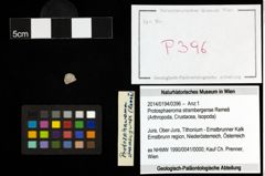 Foto (Objekt + Etiketten) von Protosphaeroma strambergense (Remeš) 